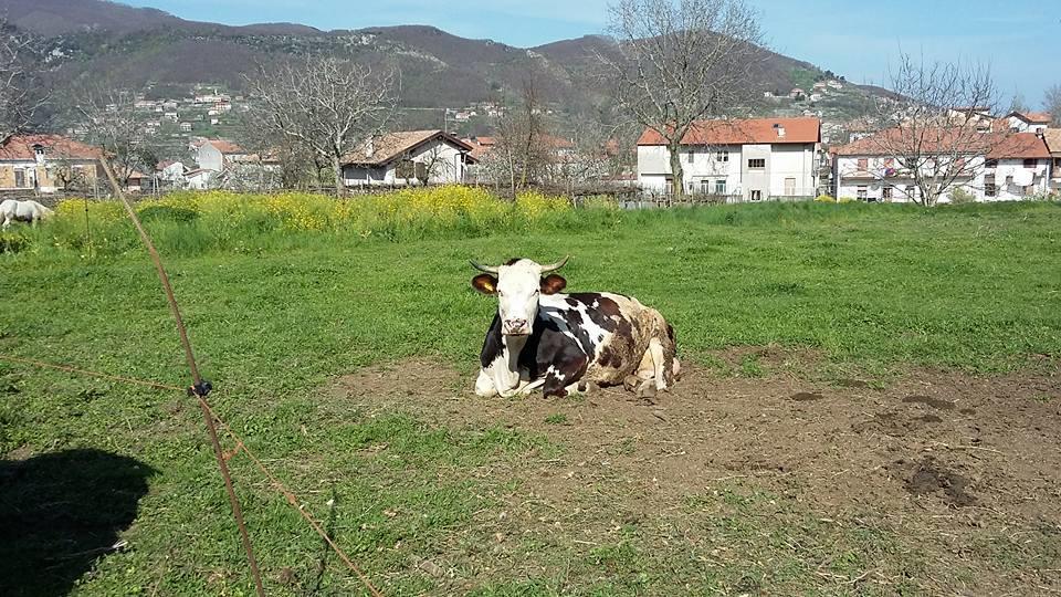 Agriturismo Sentiero Dei Sapori Guest House Аджерола Екстериор снимка