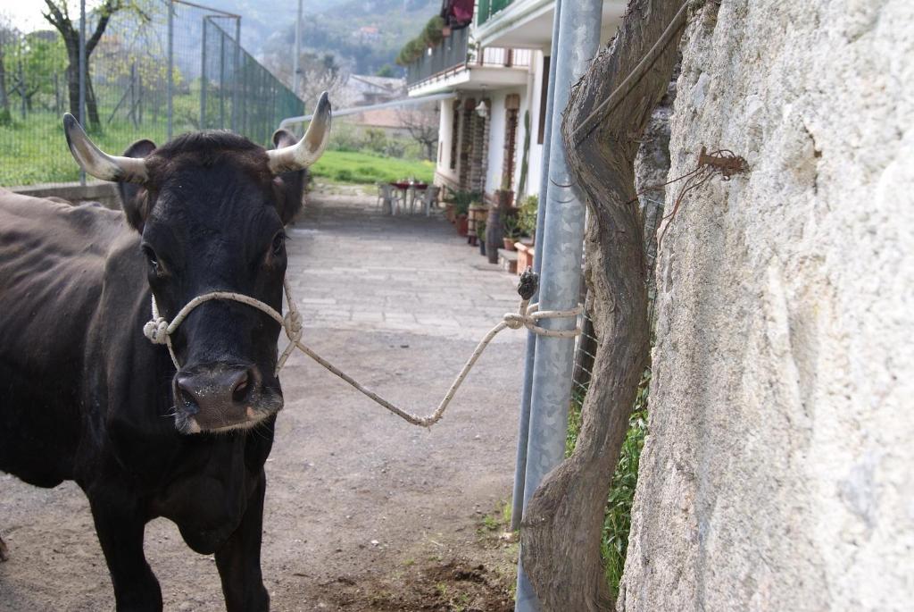 Agriturismo Sentiero Dei Sapori Guest House Аджерола Екстериор снимка